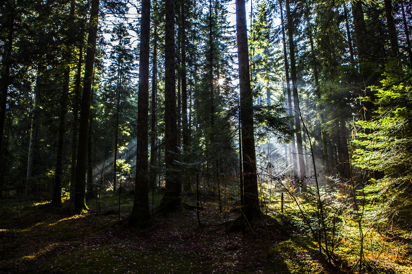 Lovely woods